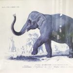 dictionnaire universel d’histoire naturelle olifant