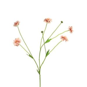Centaura Madelon zijdebloem lichtroze
