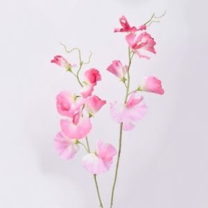 Lathyrus roze zijdetak 100 cm Silk-ka