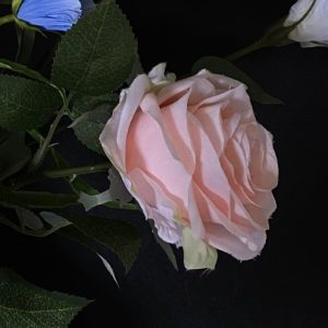 lichtroze roos zijdebloem