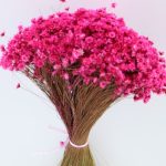 glixia starflower fuchsia roze droogbloemen
