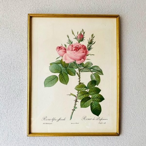 ingelijst schilderij roze roos