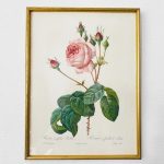 schilderij roze roos in lijst
