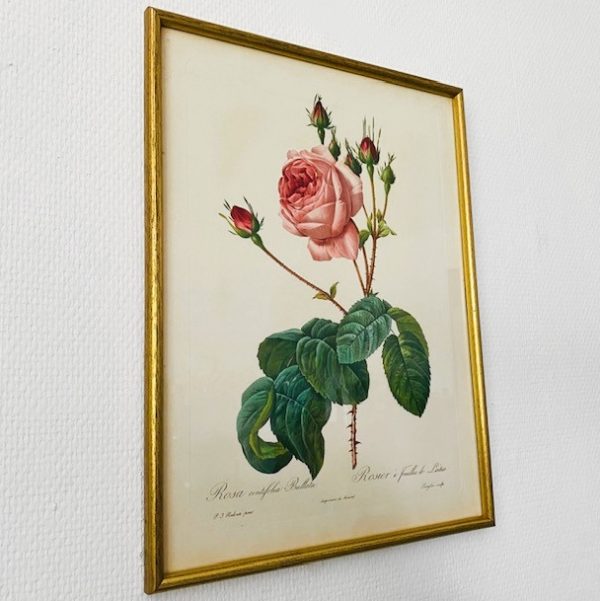 overschot gemakkelijk Struikelen Schilderij roze roos 2 | Woodstock design | Vintage webshop
